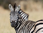 zebra photo